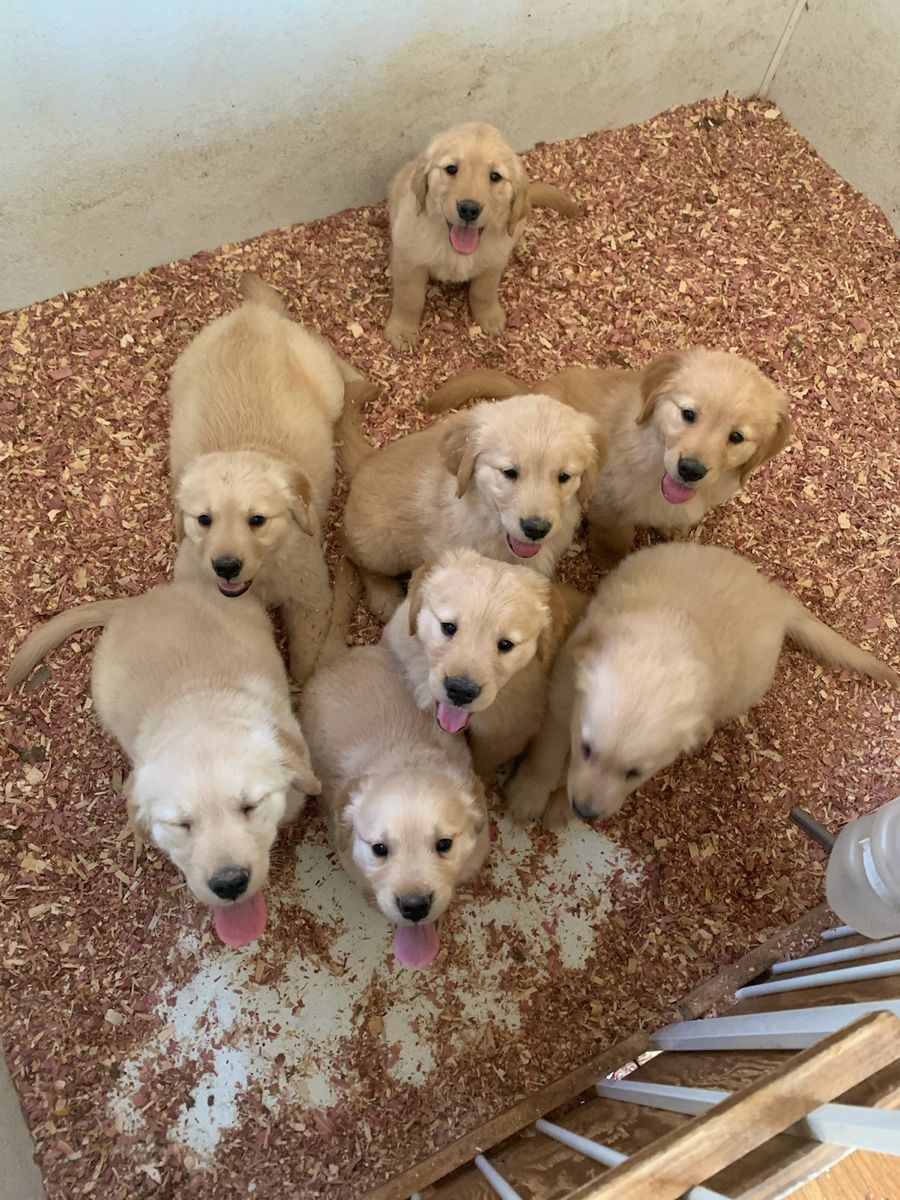 Family-raised Golden Retriever puppies receiving attentive care
