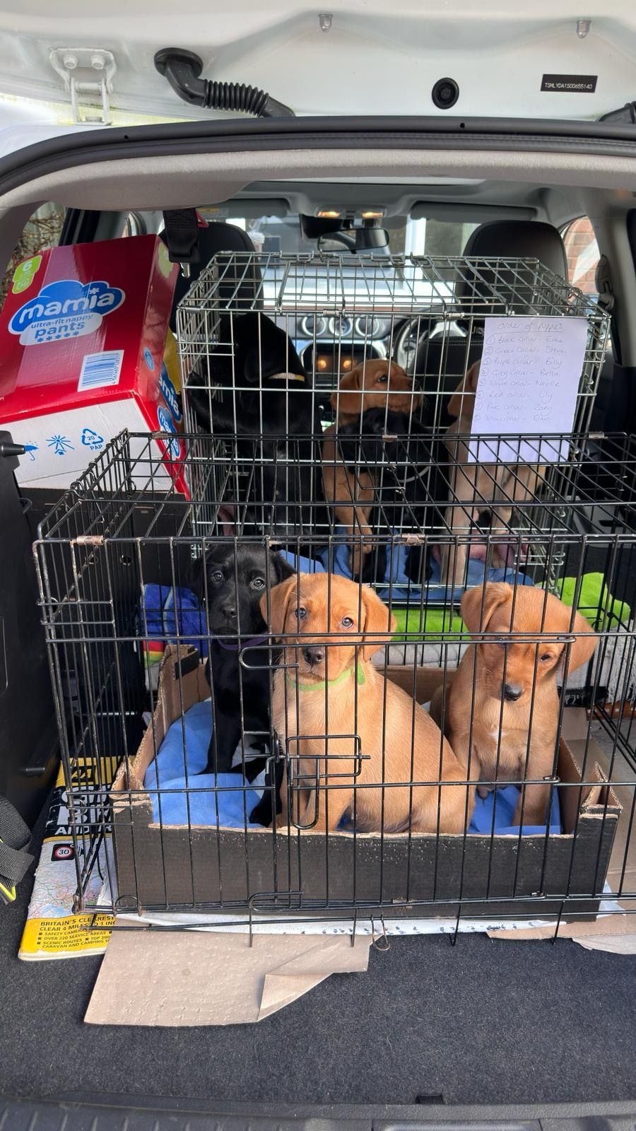 Golden Retriever puppy prepared for a safe journey to its new family